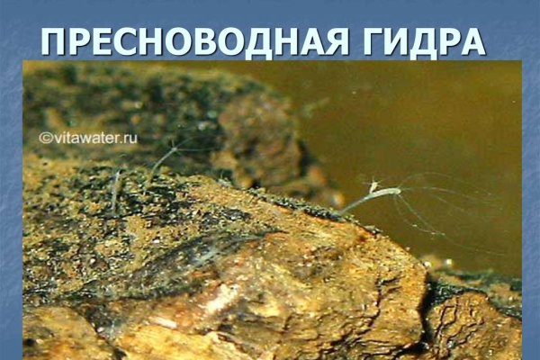 Kraken onion ссылка