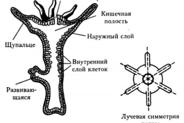 Магазин даркнета